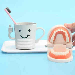 Insegnamento dentale Standard Modle denti bianchi per adulti modello Standard per spazzolatura della protesi modello orale - Product Image 6