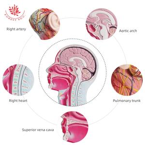 Modèle d'anatomie humaine Tête humaine avec système neurovasculaire et musculaire facial Modèle de crâne à demi-tête - Product Image 2