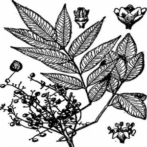 高品質食品グレードハーブエキス<span class=keywords><strong>Cotinus</strong></span> CoggygeaエキススモークツリーエキスCAS 528-48-3フィセチン - Product Image 2