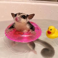 Mini Inflatable Lightweight 10g Pet Swim Ring 9cm Small Animal Float Swimming Bath Aid Duck Pattern 5 Colors Sugar Glider
