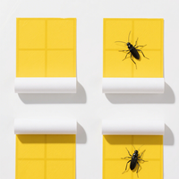 Vente en gros de spécifications diverses piège à mouches jaune solide piège à lampe bâton conseil piège pour fourmis termites mites