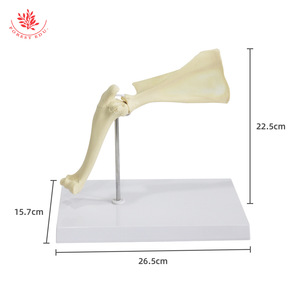 Modelo de articulación del hombro de perro, modelo de anatomía esquelética canina, modelo de construcción de textura de esqueleto, material didáctico para ganadería - Product Image 2