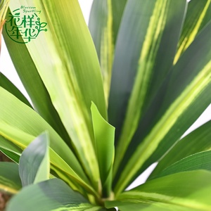 ต้นบอนไซประดิษฐ์จากต้นเหล็กบราซิลแบบรวมก้าน 3 ชิ้น ขนาด 150 ซม. ขายดีสำหรับตกแต่งสวนในร่มและกลางแจ้ง - Product Image 1