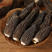 Vente en Gros Morilles Champignons Morchella Cultivation Mycélium Morel graines de champignons