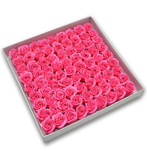 Rosa rosa