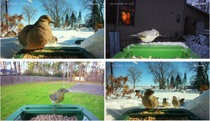 8MP 4K UHD 2.4G 및 5G WIFI 듀얼 밴드 10000 + 종 새 AI 식별 스마트 조류 피더 카메라 OEM/ODM 제조 업체 - Product Image 6