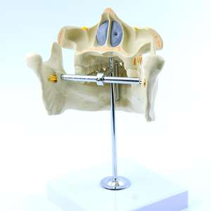 Modèle d'enseignement éducatif Modèle de <span class=keywords><strong>dentition</strong></span> permanente <span class=keywords><strong>adulte</strong></span> pour l'enseignement dentaire - Product Image 2