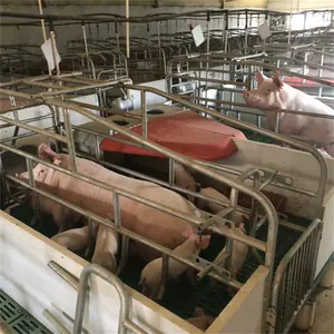 Pig Farming Equipment European Type Sow Cage