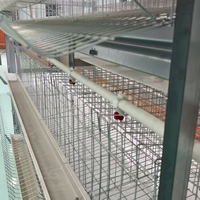 Jaula Galvanizada Automática para Gallinas Ponedoras de 4 Niveles, para 128 Aves, Cría Avícola, 500 Gallinas, 96/120/128/160 Aves Ponedoras