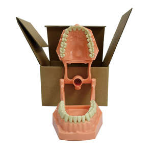 Modèle de pratique <span class=keywords><strong>dentaire</strong></span> pour l'enseignement des sciences médicales, modèle anatomique pratique de dents artificielles, modèle de typodont - Product Image 4