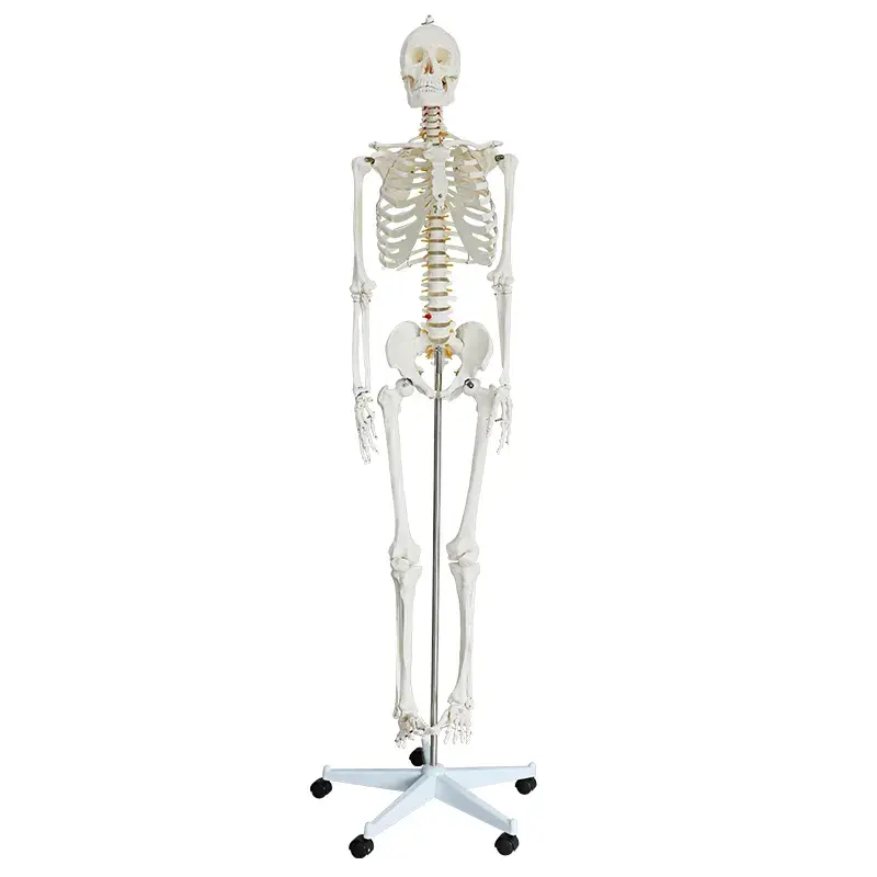 Menselijk Skelet Van 170Cm Met Bandzenuwen Omvatte Medisch Anatomisch Menselijk Skeletmodel Medisch Biologisch Anatomisch Model