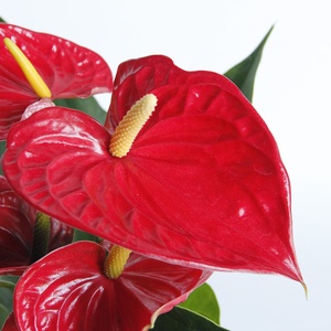 Hoa Phong Cách Tươi Mới Được Ưa Chuộng 2022 Màu Đỏ Lễ Sắp Xếp Nhà Cửa Trang Trí Đám Cưới - Product Image 6