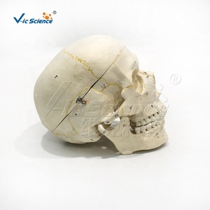 แบบจำลองกะโหลกมนุษย์ขนาดเท่าของจริง 3 ส่วน ทำจาก PVC 22 กระดูกกะโหลกศีรษะ มีหมายเลขสำหรับการเรียนการสอนทางการแพทย์ ได้รับมาตรฐาน CE ISO ROHS CNAS - Product Image 5