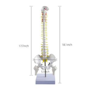 Modelo <span class=keywords><strong>de</strong></span> esqueleto humano <span class=keywords><strong>de</strong></span> 45cm para ciencia médica con hernia <span class=keywords><strong>de</strong></span> disco, Nervio, columna Cervical, columna Lumbar, pelvis y <span class=keywords><strong>huesos</strong></span> <span class=keywords><strong>de</strong></span> las piernas - Product Image 4