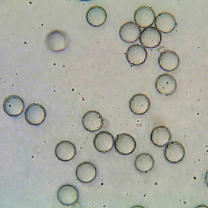Microesferas de Poliestireno Virgen Sin Tratamiento Superficial para Calibración de Instrumentos de Dispersión Dinámica de Luz y Control de Calidad de Rutina de Laboratorio - Product Image 6