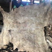 Peaux de buffle et de vache salées à double face de qualité supérieure pour l'industrie du tannage du cuir, vente en gros Vietnam, épaisseur 1,4-1,6 mm