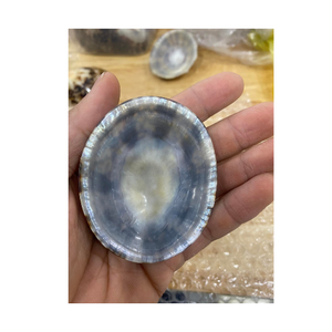 หอยทาก limpet สวยงามขนาด5ซม. ขนาด5-7ซม. มีสินค้าในสต็อกเปลือกงานฝีมือสำหรับงานเทศกาล - Product Image 5