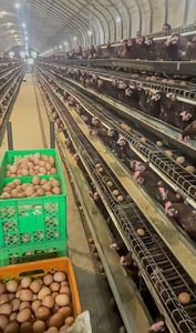 Yeni 10000 katmanlı tavuklar çiftlik kuş otomatik kümes hayvancılığı çelik pil kafes a tipi tavuk kümesi ev satılık - Product Image 5