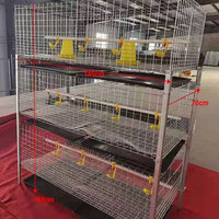 Nouvelle cage à poulets galvanisée de type H pour petits poussins et poulets de chair avec système d'abreuvement automatique