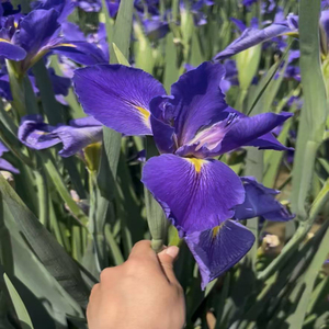 <span class=keywords><strong>Iris</strong></span>'Clyde Remond - Graines et rhizomes d'<span class=keywords><strong>iris</strong></span> adaptés à la plantation dans les bassins de jardin et les serres. - Product Image 3