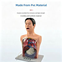 Mannequin d'entraînement au lavage gastrique humain SCIEDU, modèle pédagogique transparent pour la décompression gastro-intestinale