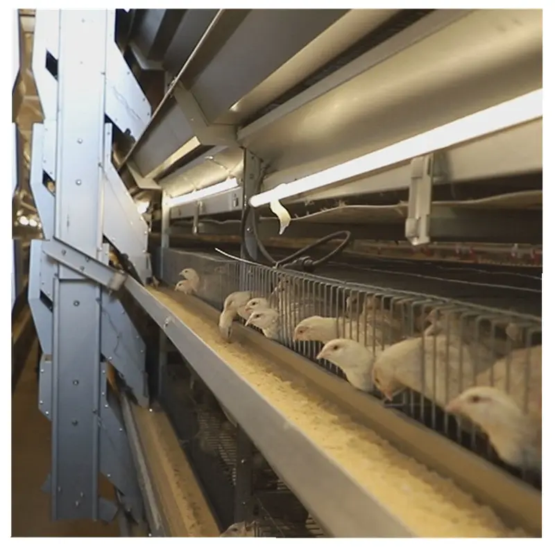 Satılık en çok satan tavuk çiftliği ekipmanları H tipi bıldırcın kafesi