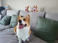 Transformez votre chien de compagnie en animal en peluche pour vous accompagner, jouet en peluche de simulation de corgi, poupée de chien en peluche, vente en gros