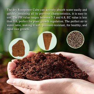 200 lỗ khay Kích thước Dừa Xơ dừa phát triển khởi động cắm Rau nhà máy đất bản sao cắt cây giống 8600 cái/hộp - Product Image 2