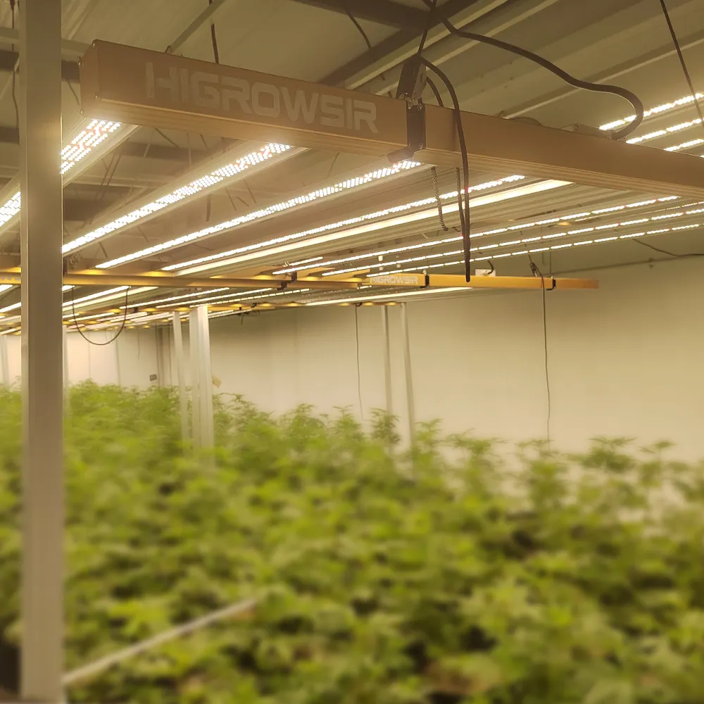 Hortikultorbeleuchtung Gewächshaus hohe PPFD Vollspektrum 1000 W LED-Anbaulichter für den Innenbereich