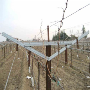 Doğrudan fabrika çelik çinko kaplama masa üzüm plantasyon bağ "Y" şekil üzüm açık Gable kafes direkleri sistemi - Product Image 4