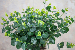 Bán Buôn Trang Trí Nhân Tạo Bạch Đàn Lá Để Cắm Hoa Và Trang Trí Đám Cưới - Product Image 5