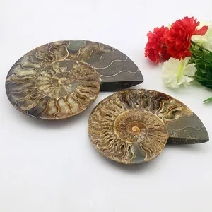Wholesale Natural Ammonite Fossil Mineral Specimen Slice Snail Conch Fossil For Decoration