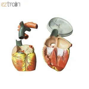 İnsan Jumbo tipi 3 kez büyüt 4 parça 3D kalp modeli