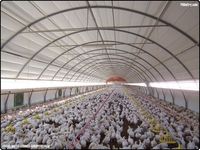 Conception moderne Structure en acier Caisson de volailles Construction à ossature en acier préfabriquée Granges agricoles OEM Poulaillers