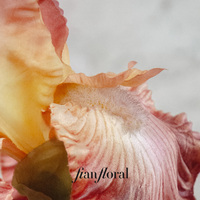 FONG IAN Iris artificiel à longue tige, bouquets réalistes faits à la main, toucher réel, arrangements floraux pour mariage, fête, jardin, maison, saison