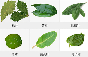 Lotusblatt-Aloe-Vera-Reinigungsmaschine Bambusblatt-Waschmaschine - Product Image 6