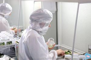 Bégonia Barsalouxiae Hybride F2 « Étoile Filante » - Plante Ornementale en Pot de 0,5 Gallon (Haute Germination, Qualité Pépinière) - Product Image 4