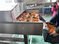 Fruit Parallel Borstelrolreiniger voor PlantSweet Aardappel/Uien/Walnoot/Wortel Borstelwasmachine Schrobmachine Reinigingsmachine