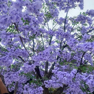 Nouveaux produits populaires : Grand arbre fleuri artificiel en <span class=keywords><strong>Jacaranda</strong></span> violette pour la décoration de mariage - Product Image 2