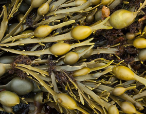 Suplemen Fucoidan Laminaria Japonica Laris Manis 100% Alami Bubuk Fucoidan Ekstrak Rumput Laut Kelp Fucoidan - Product Image 2