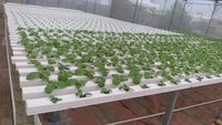 Système hydroponique, serre en polytunnel, film plastique, tomate, agriculture multi-spans, serre