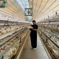 Cage à poules pondeuses automatique de type A en acier galvanisé robuste pour l'élevage avicole à grande échelle