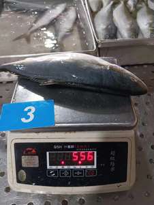 Novo Lote de Peixe Rabo Amarelo Congelado à Venda - Product Image 6