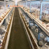 Cage à poulets de type H à 3 niveaux, système d'alimentation automatique robuste, acier galvanisé à chaud, certifié ISO CE