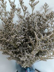 Korunmuş doğal kurutulmuş çiçekler toptan caspia puslu Limonium korunmuş Limonium çiçekler çim korunmuş çiçekler ve bitkiler - Product Image 5