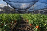 Filet d'ombrage tricoté 30%-80% de taux d'ombrage, toile pare-soleil en HDPE résistante aux UV pour serre, agriculture, jardin, ferme, plantes