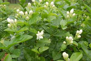 Té Verde Orgánico <span class=keywords><strong>Chino</strong></span> Jasmine Dragon Pearls - Té Saludable en <span class=keywords><strong>Hojas</strong></span> Sueltas, Empaque a Granel, Procesado al Vapor - Product Image 6