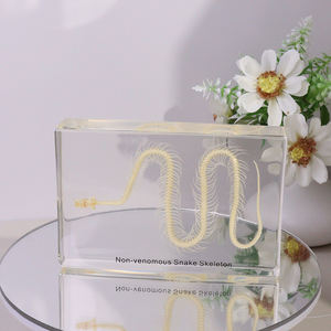 โครงกระดูกสัตว์ทำจากเรซิ่นวัสดุวัสดุสำหรับการสอนโครงกระดูกงูตัวอย่างโครงกระดูกสำหรับชีววิทยา - Product Image 4