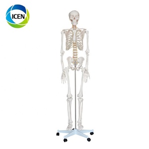 EN 101 <span class=keywords><strong>Corps</strong></span> <span class=keywords><strong>Corps</strong></span> <span class=keywords><strong>Humain</strong></span> Modèle Squelette Modèle Médecine Anatomie Fournitures D'enseignement D'enseignement Médical - Product Image 2
