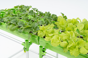 ระบบเรือนกระจก aquaponic พรีเมี่ยมขนาดใหญ่สำหรับการเพาะปลูกปลาและพืชเพื่อใช้ในการเกษตร - Product Image 3